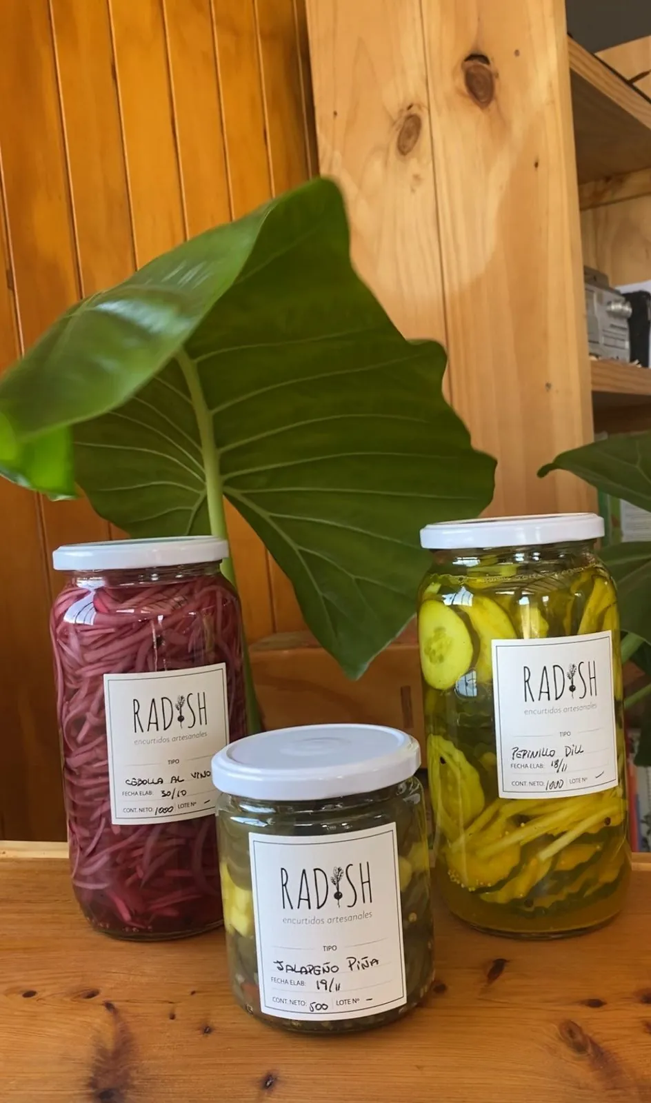 Frascos RADISH entre plantas