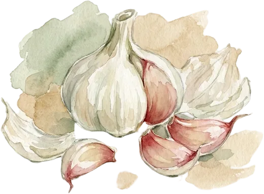 Ajo encurtido — acuarela